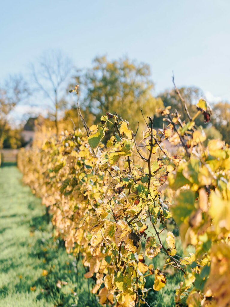 Burgundy — Burgundy, France — photo by Julien Bonjour